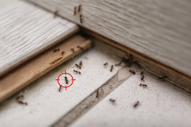Best Termite Control Services  in Fort Leonard Wood, MO