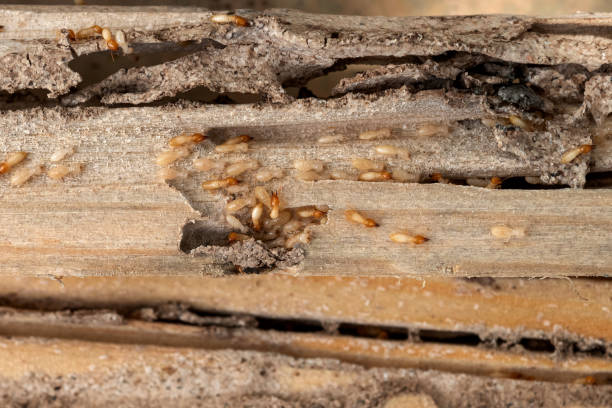 Best Affordable Pest Control Services  in Fort Leonard Wood, MO